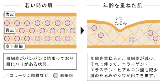 シワとは「表皮組織の老化」が原因で起こる現象